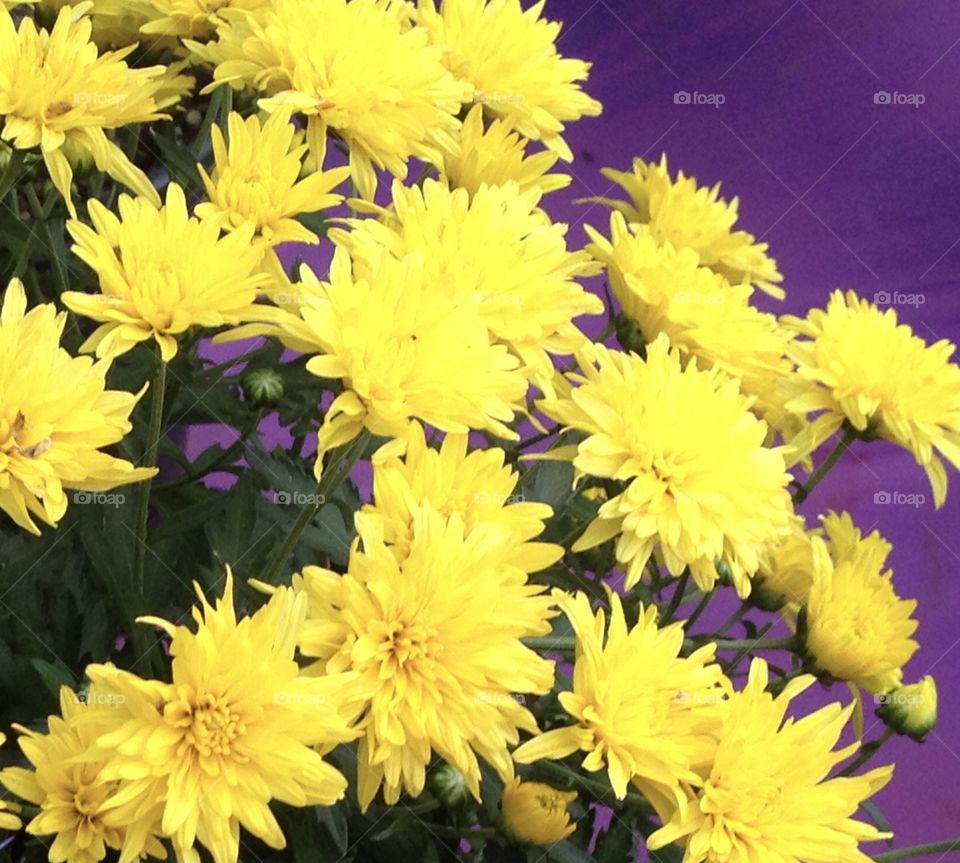 Bold Yellow Flowers on Purple Background
