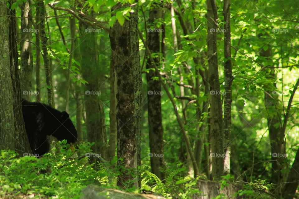 Black Bear creeping through a Magically green forest of light and shadows