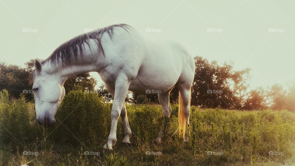 Gray Horse at Sunset