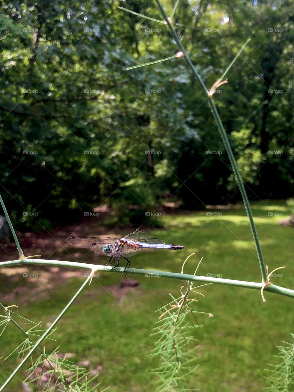 Blue dragonfly on asparagus 