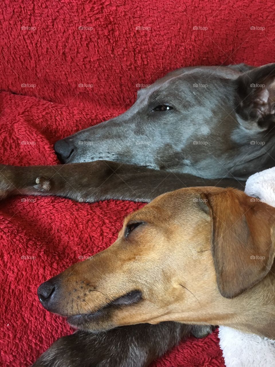 Amber the Italian greyhound puppy and Libby the whippet with their heads next to each other while relaxing on the sofa 