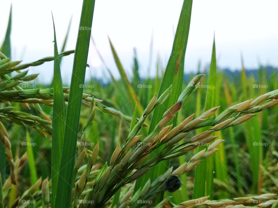 agricultural farming