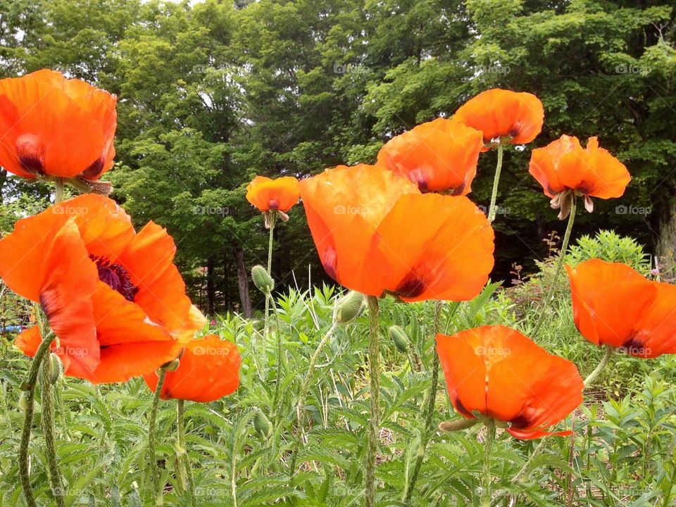 Oriental Poppies. Orange petaled Poppies
