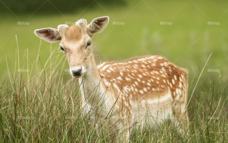 A young deer in a fresh green meadow