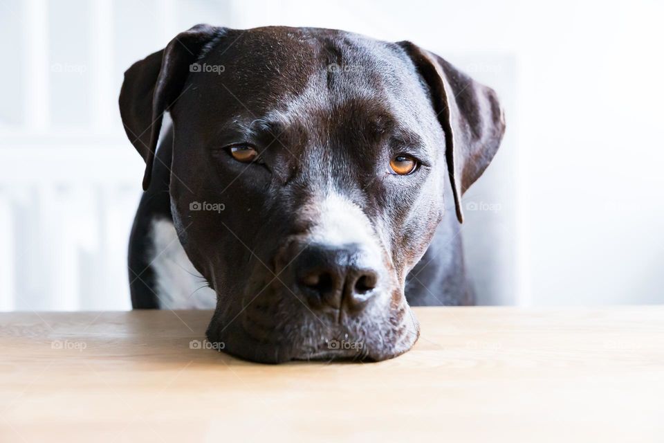 Closeup of one dog sitting on a chair leaning his head on the kitchen table looking sad 