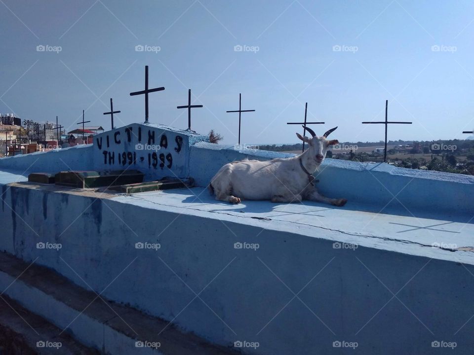 Goat on a grave, Díli, Timor-Leste