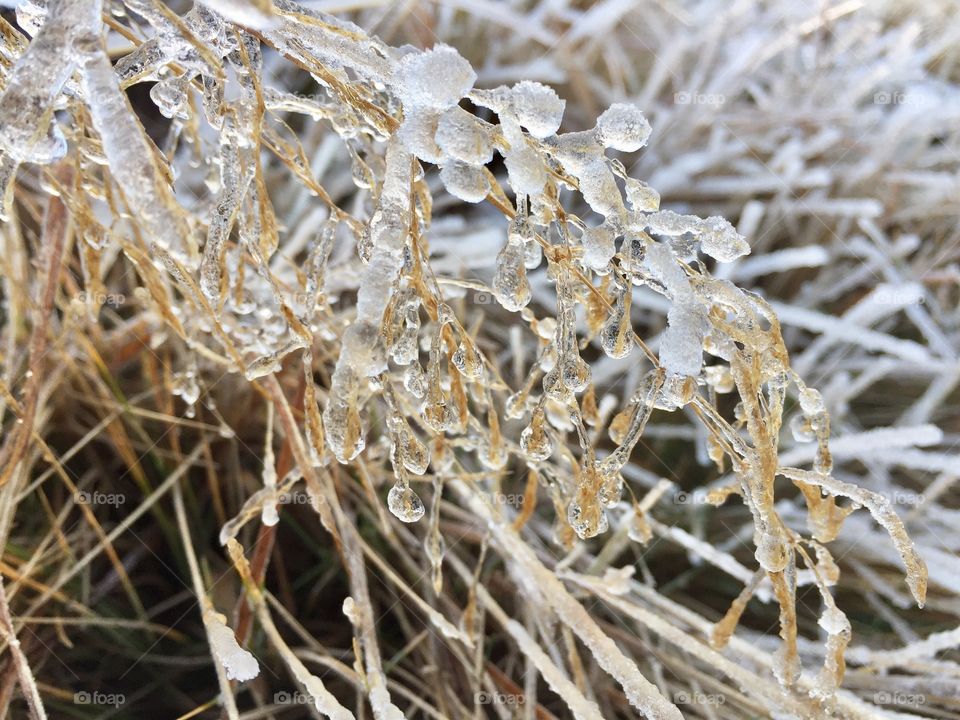 Frozen droplets on grass