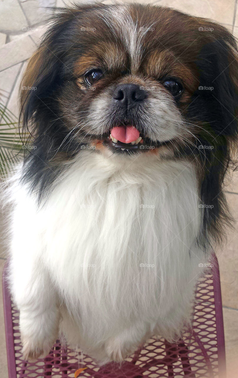 Pekingese Dog, doing tricks, standing up