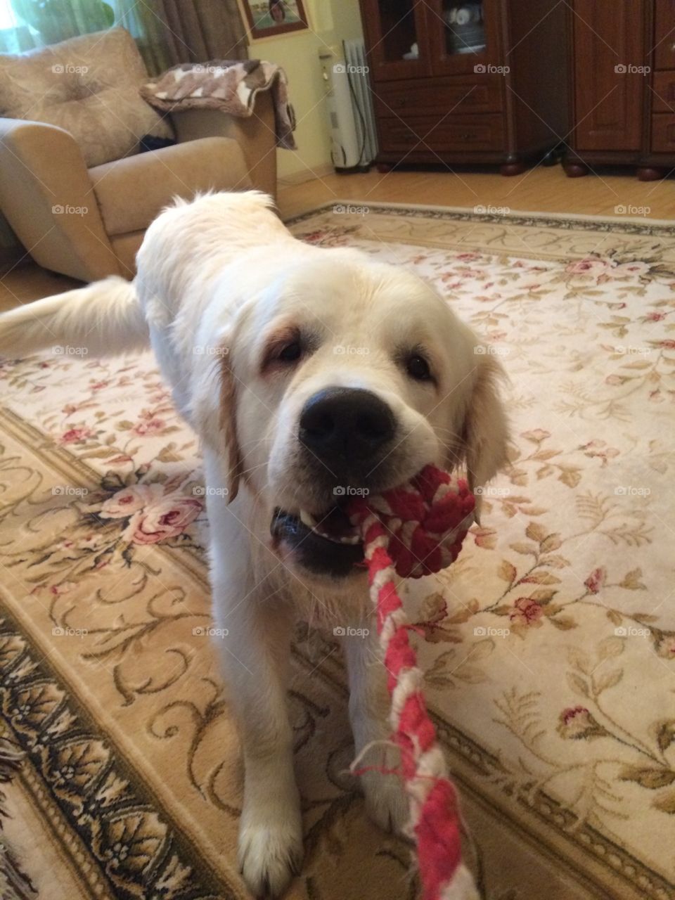 Periodically we exercise with my dog. He loves to pull that toy. 