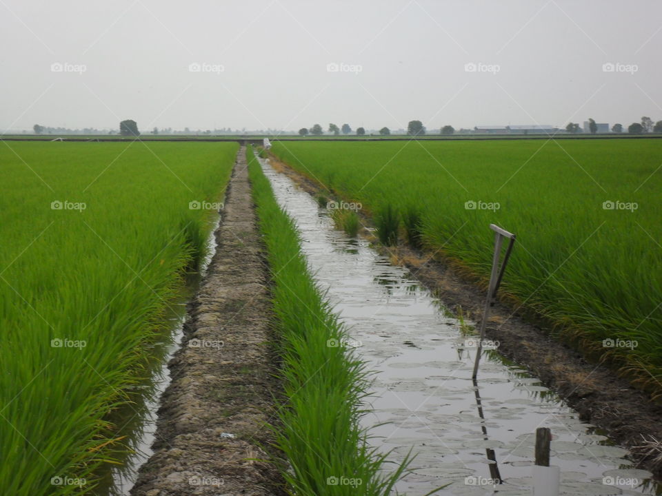 drainage at paddy field