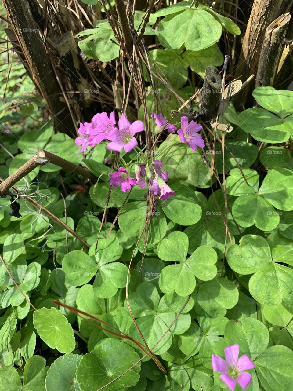 the summer heat.  It’s also very popular as a unique, quick filling ground cover. Can eat Leaves - raw or cooked. A pleasant acid flavor.