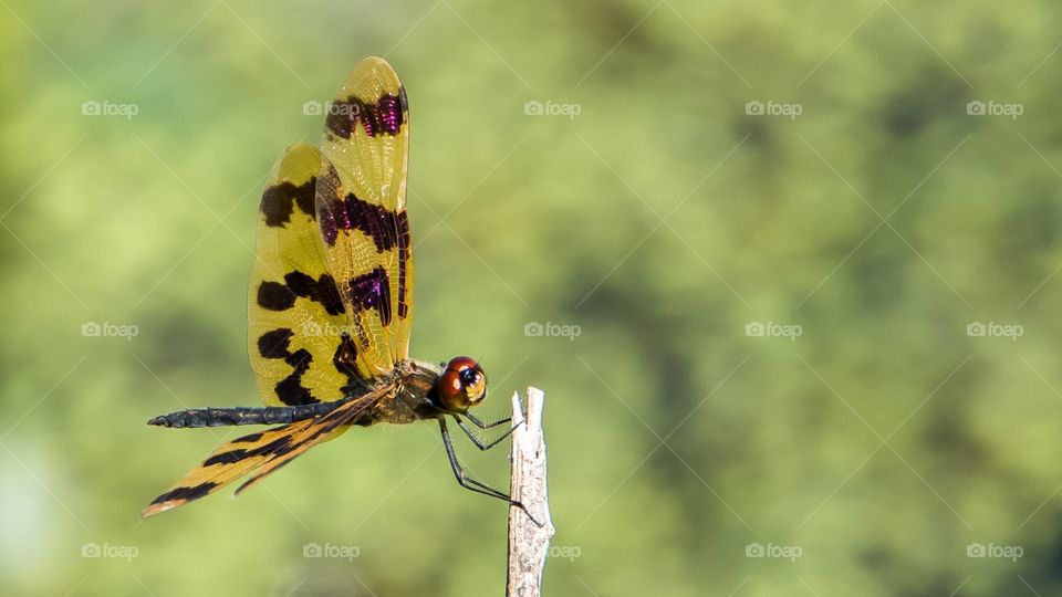 Dragonfly best of best