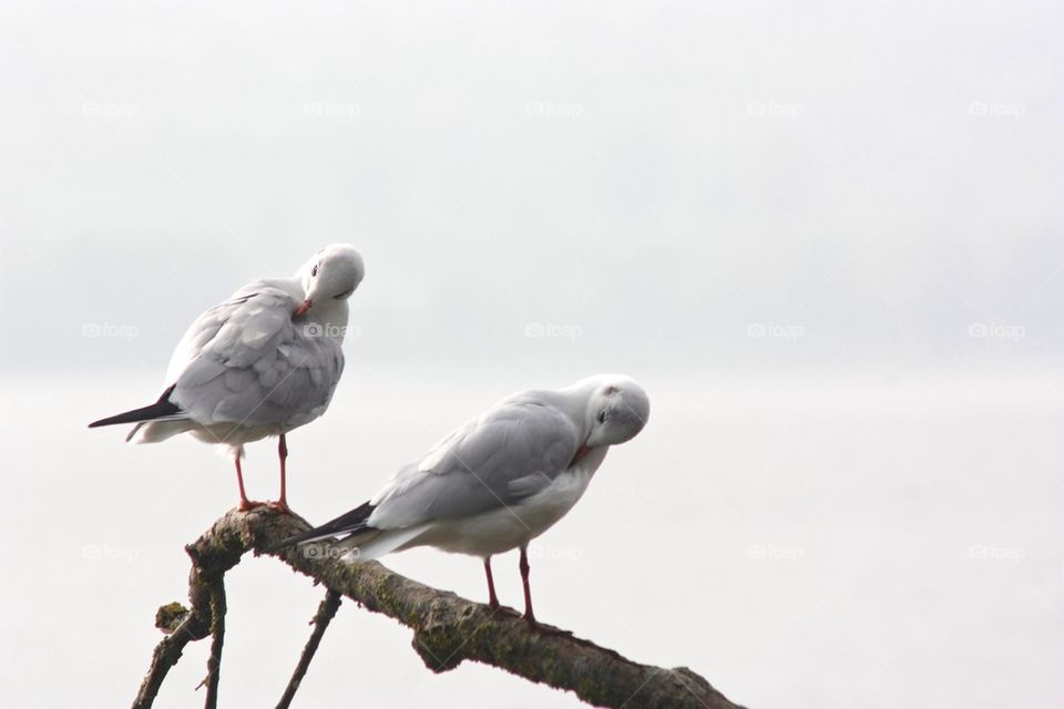 Seagulls