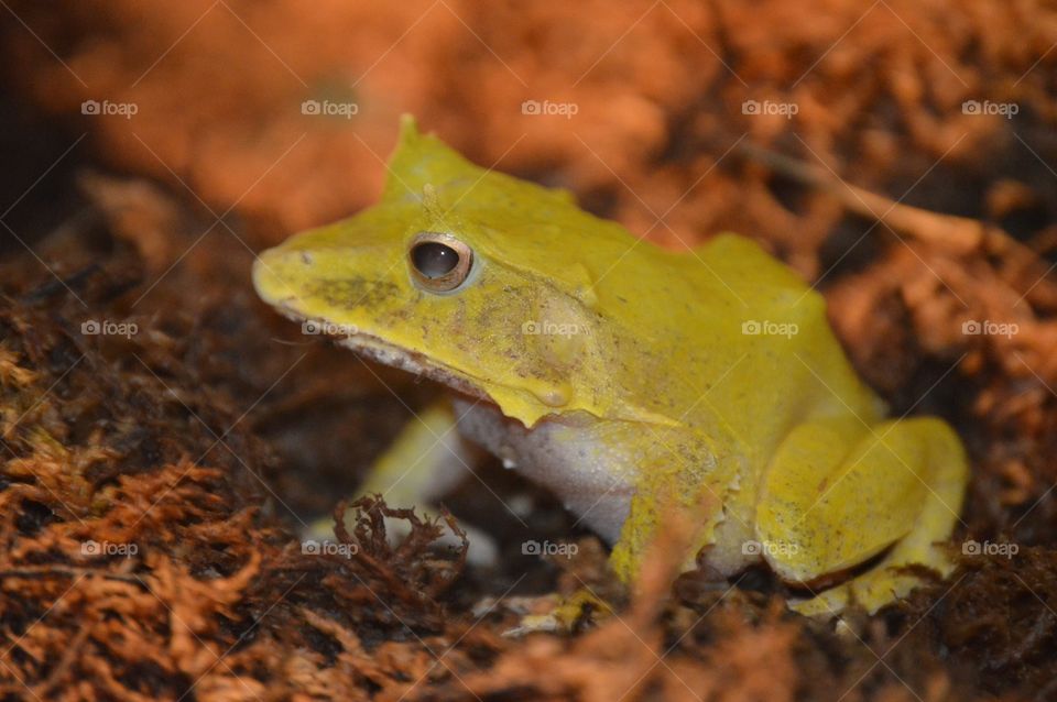 What a poser. 💛🐸💛