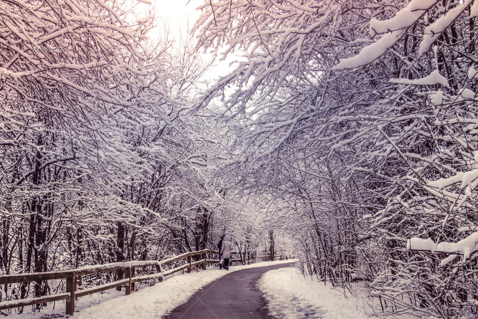 Snowy pathway
