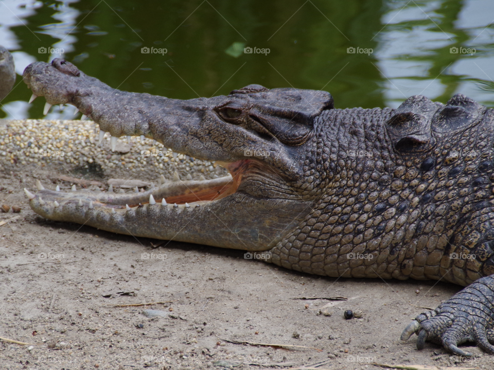 A close up of a crocodile in Far North Queenslad