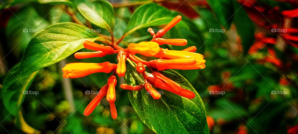 Glorious blossom of fire bush flowers