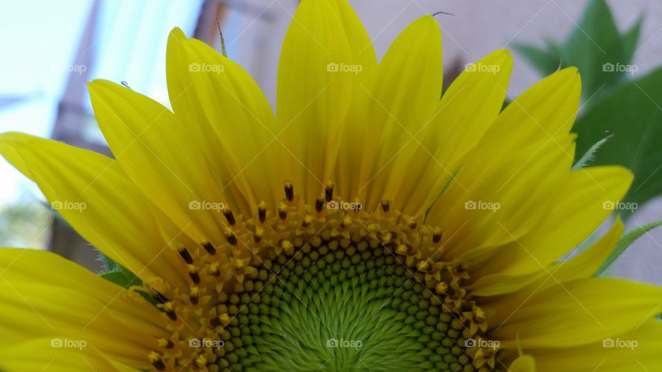 sunflower