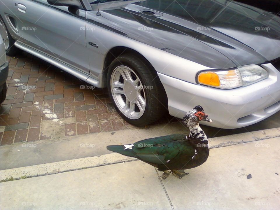 A side picture of a Muscovy duck near a parked car in downtown Houston 2012.