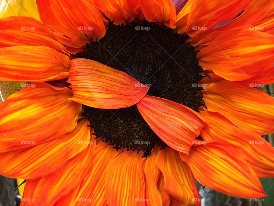 Peekaboo sunflower