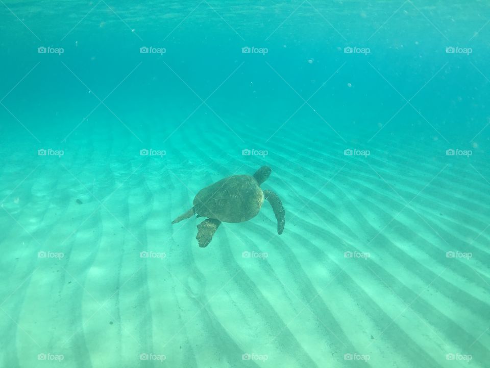Honu