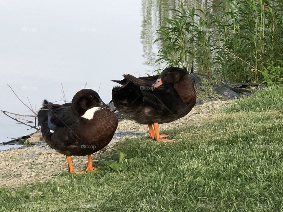 Ducks, duck, bird, fowl, water, waterfowl, feathers, beaks, feet, bill, lake, grass 