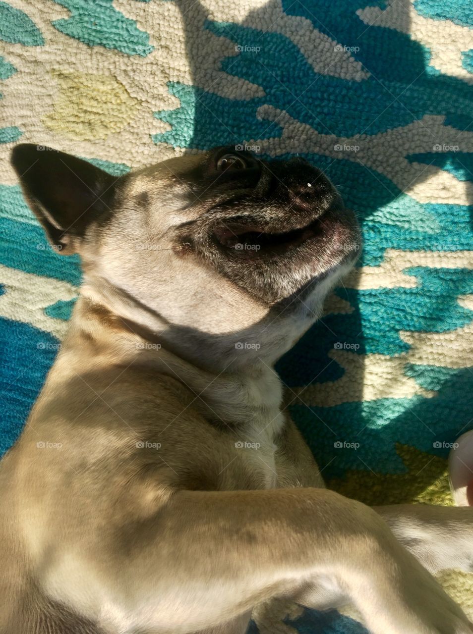 Happy French Bull Dog