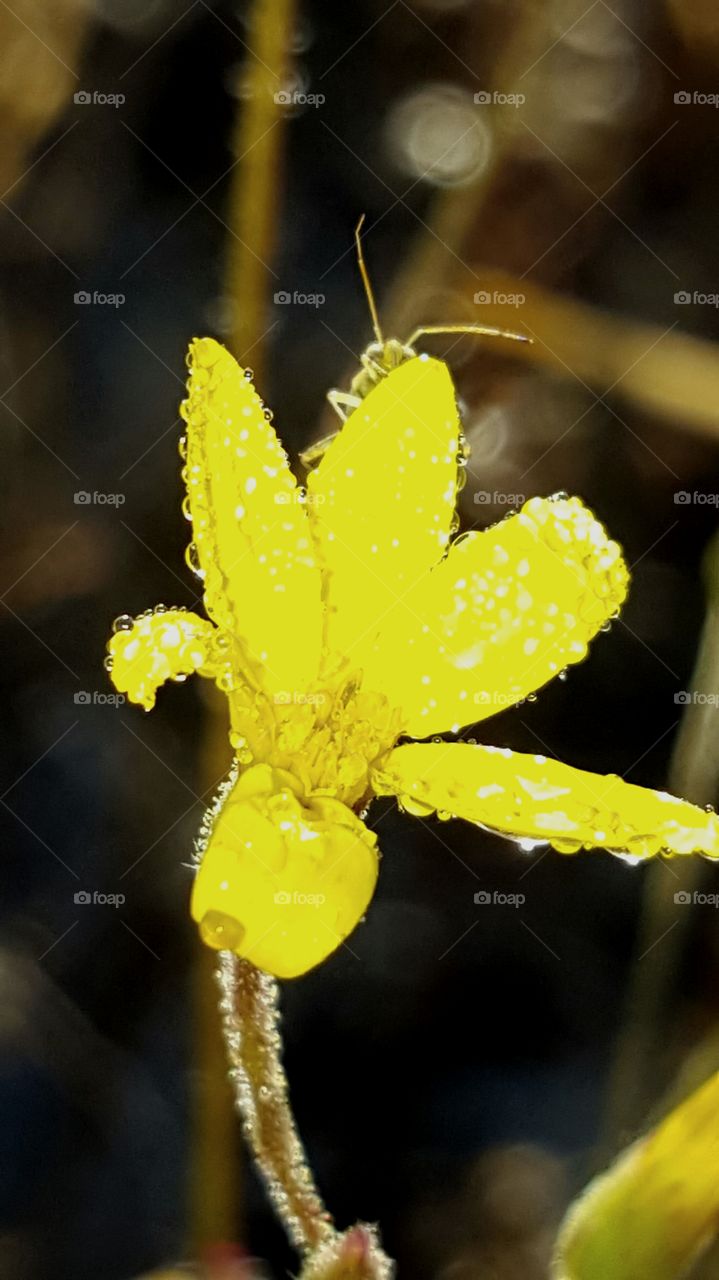 Nature, No Person, Leaf, Flower, Flora