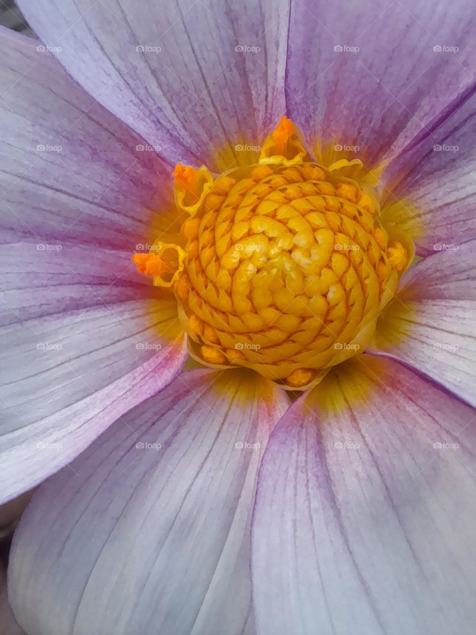 Macra shot of dahlia flower pollens