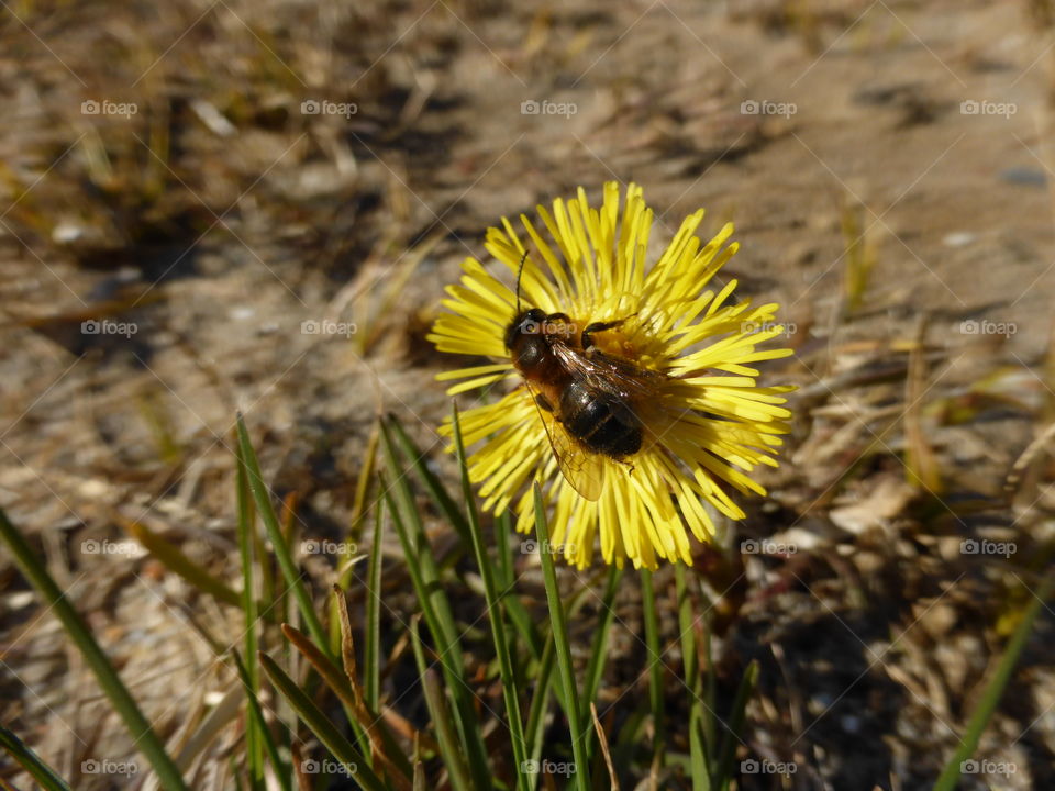 A bee on a coltsfoot 