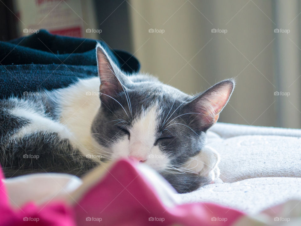 Cute kitten sleeping