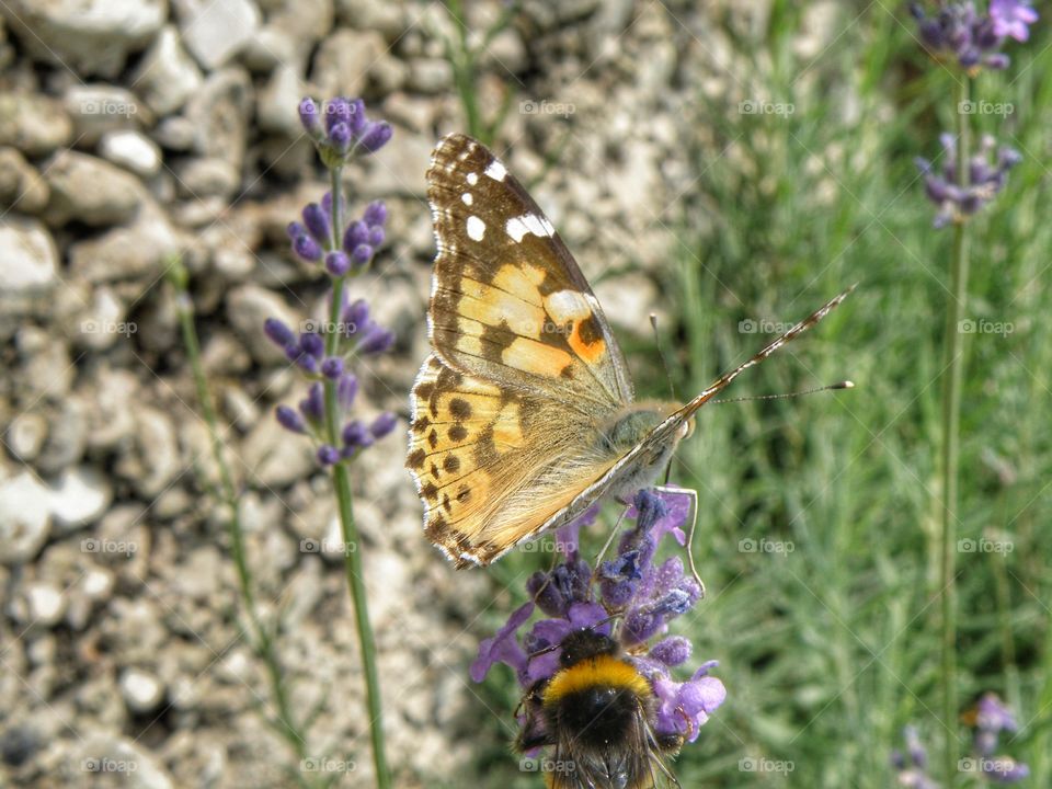 Insect on flower