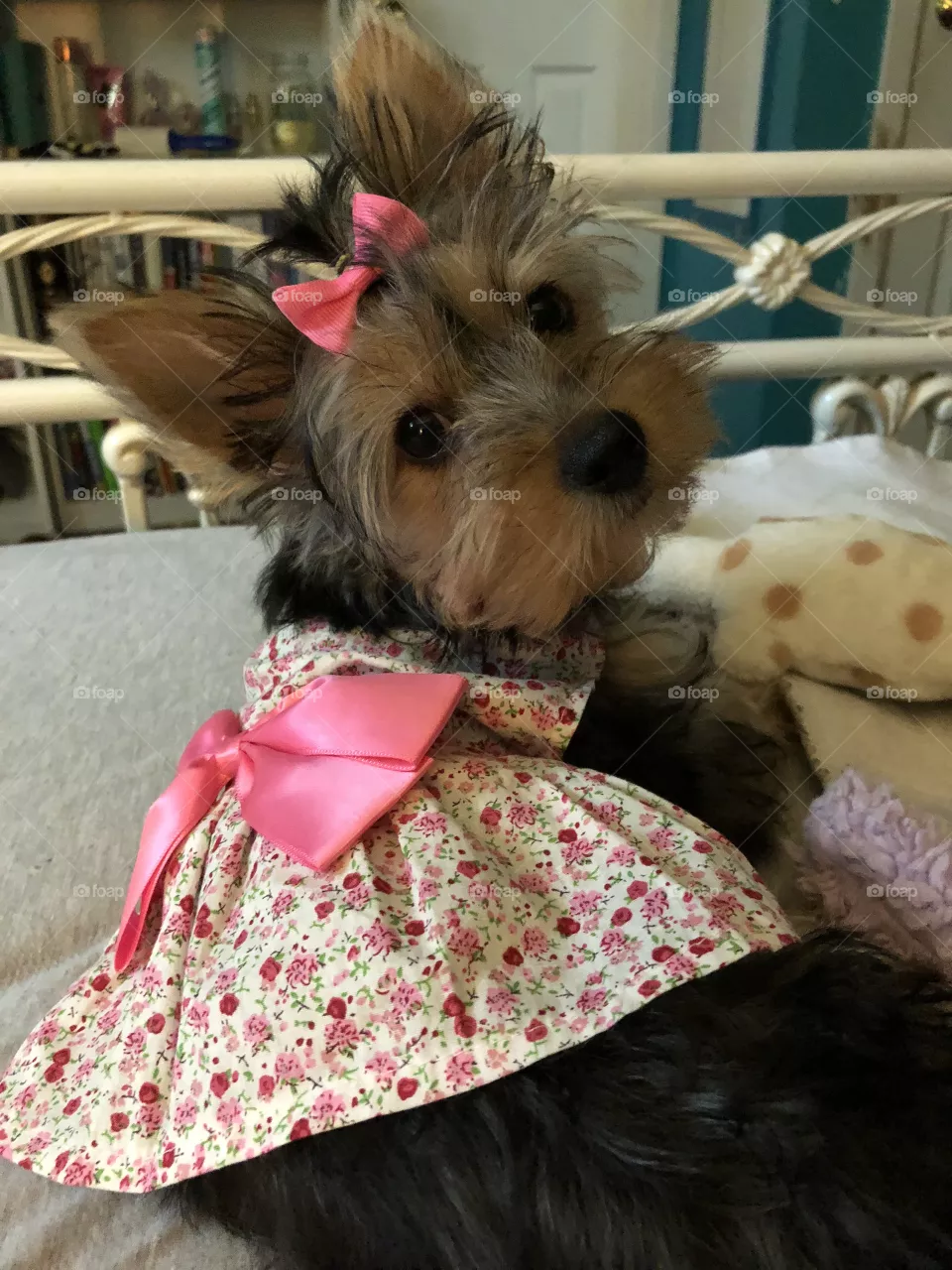 Maisy dressed up
