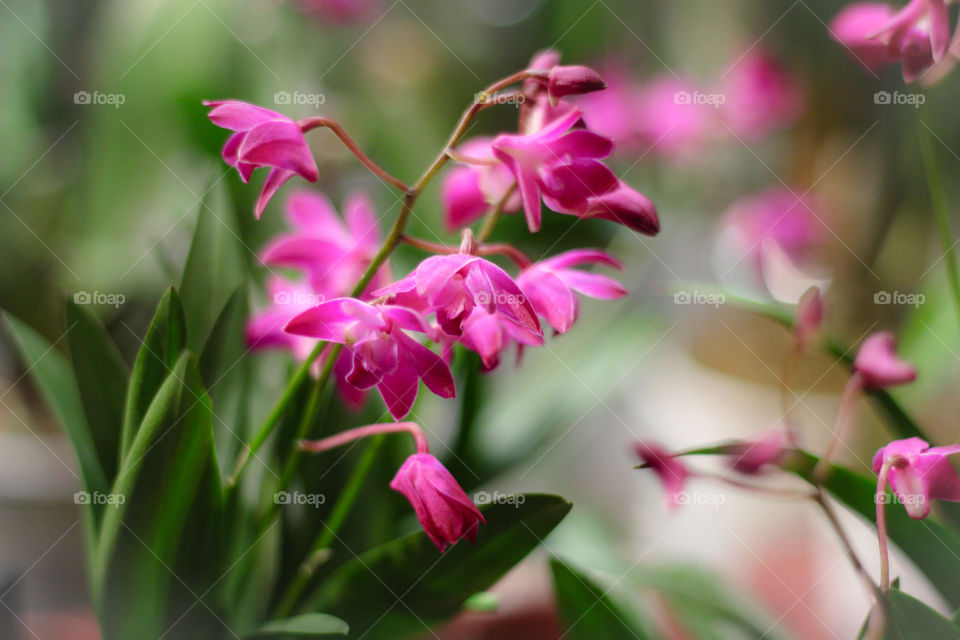 beautiful pink flowers orchid