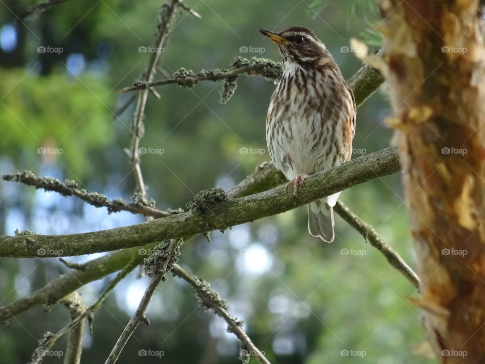 Redwing