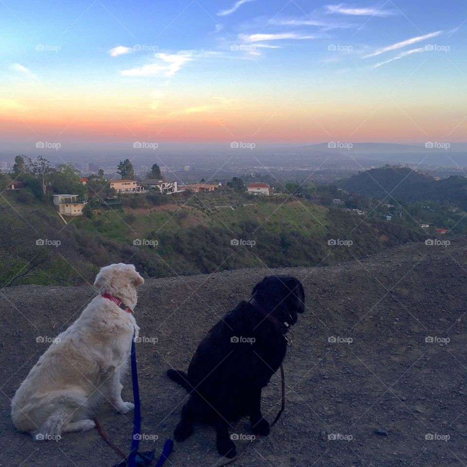 Two dogs checking out the view