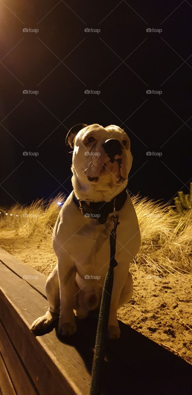 #Beachn#ByNight#DünnenFotografie#BulldogFamily