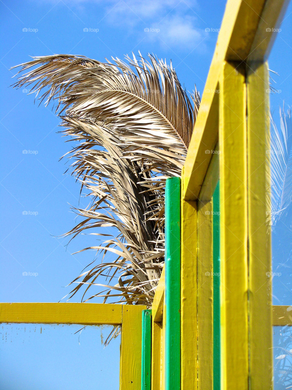 View of palm tree