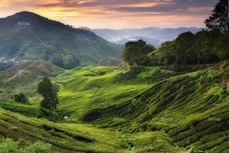 Tea plantation on the sunset background