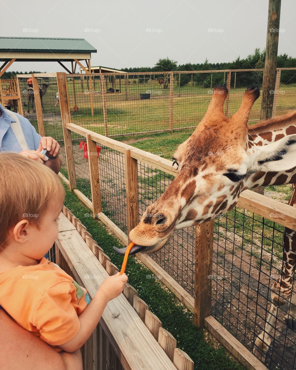 Child feeding a giraffe at a zoo