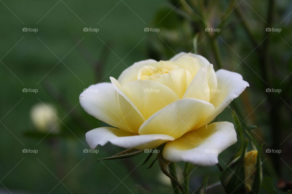 Miniature Yellow Rose