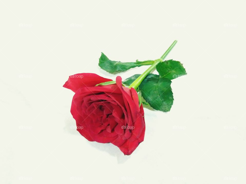 rose with beautiful white background.