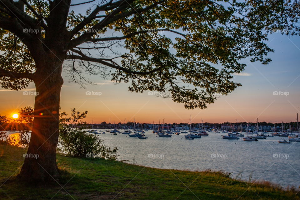 Sun shining behind a tree with boats in the harbor 