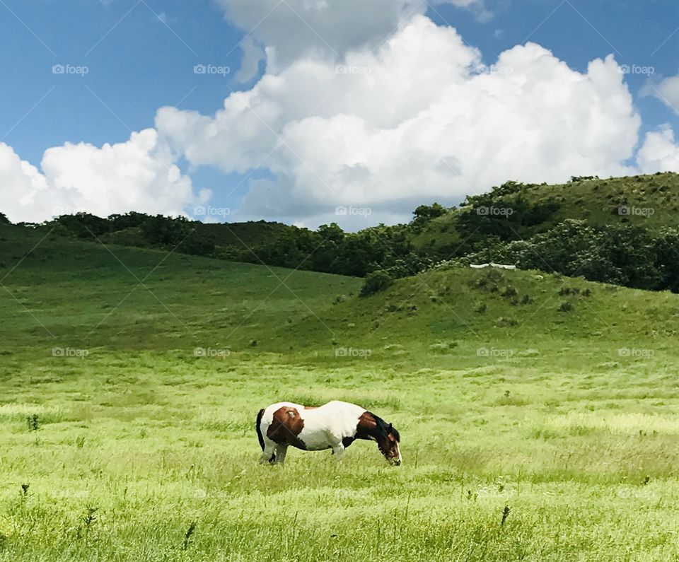 Horse named “Oglala” grazing in the beautiful summer pasture.