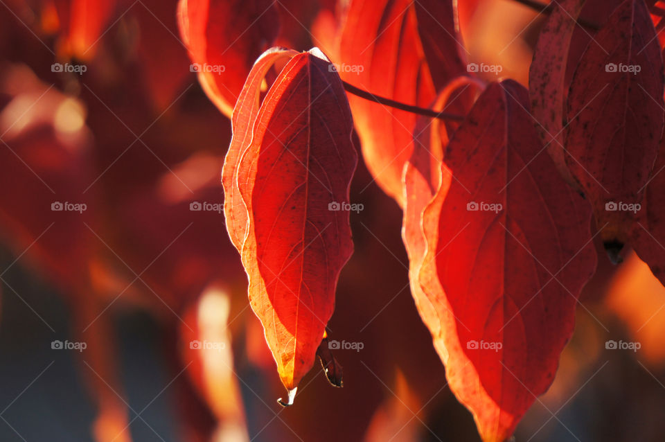 Autumn Leaves 