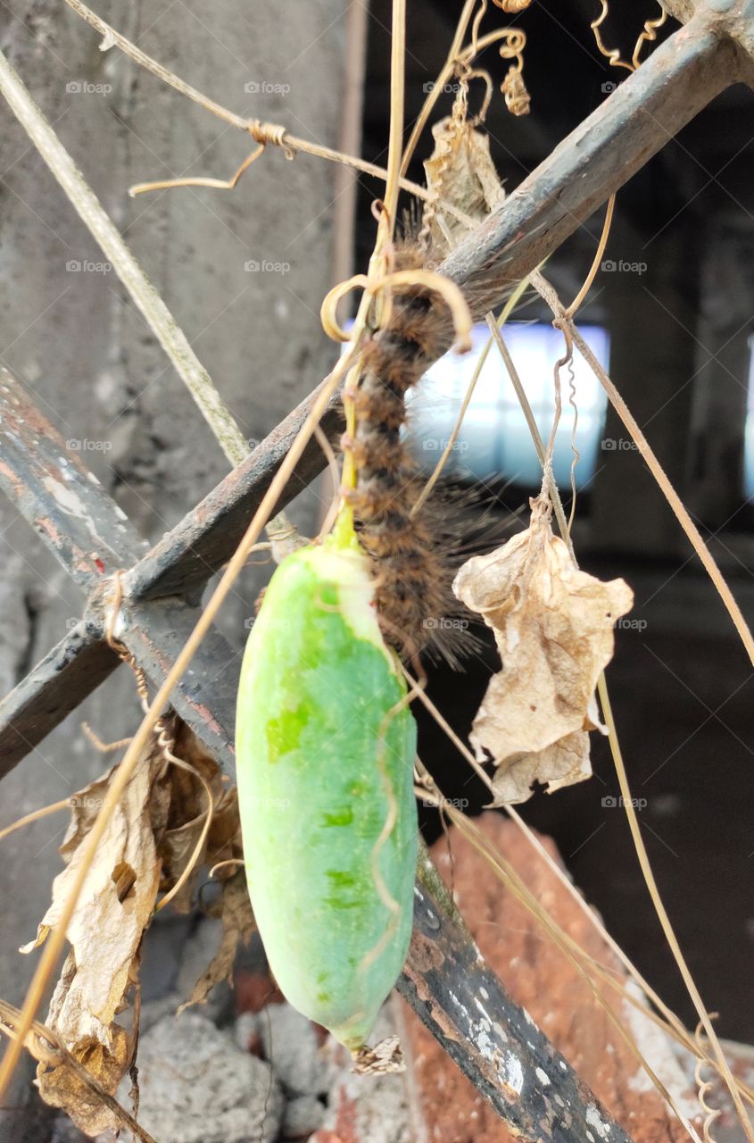 Amazing Natural Beauty
Cooperation of Flora and Fauna
A Black caterpillar 🐛
at Ivy Gourd Vine Fruit  and Vine