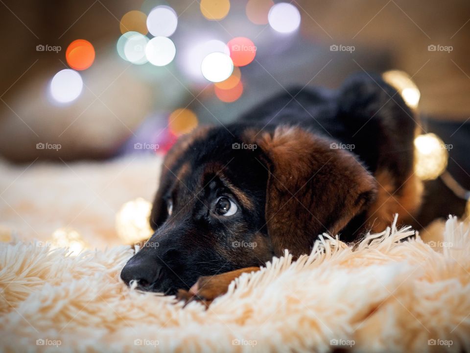 Shepherd puppy laying on a fur blanket near Christmas tree