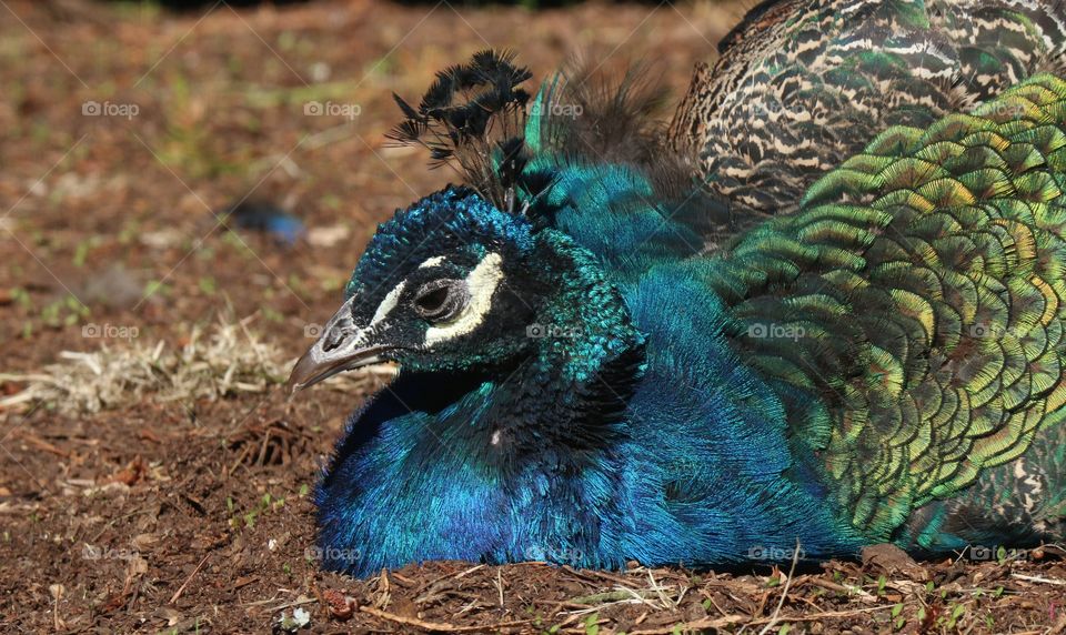 Sleepy Peacock