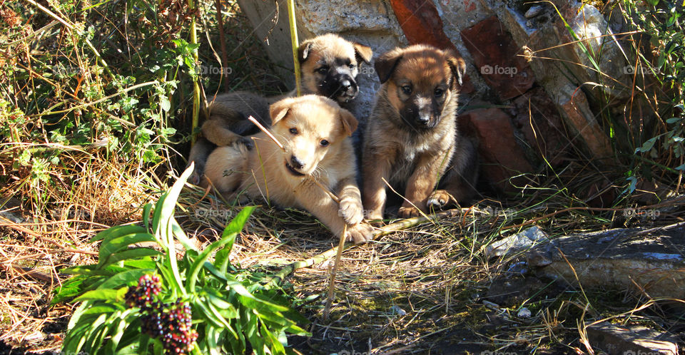 cute puppiea