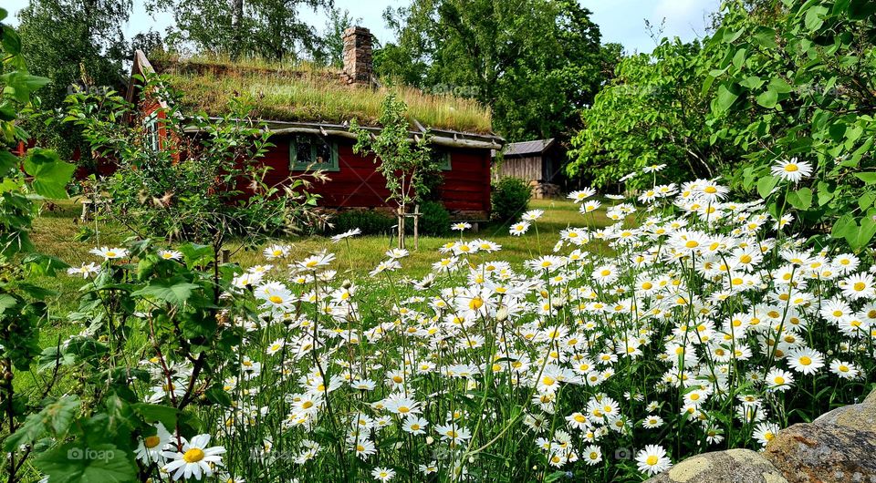 Daisies